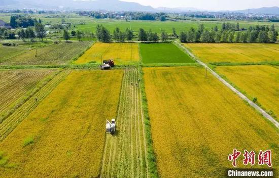 File Photo: Farmers harvest early rice in the field. Photo: Fu Jianbin/China News Service)