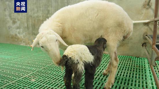 China successfully clones world's first Tibetan goats