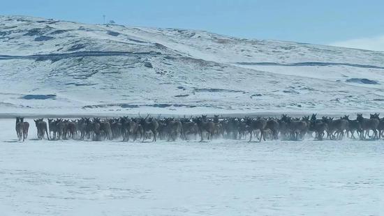 Herd of white-lipped deer migrate in Sanjiangyuan National Park