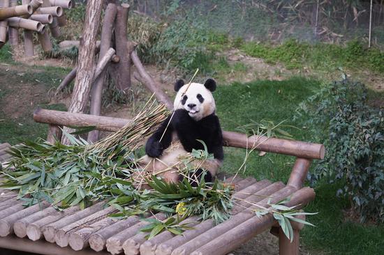 可爱的大熊猫福宝在韩国最后一次公开露面