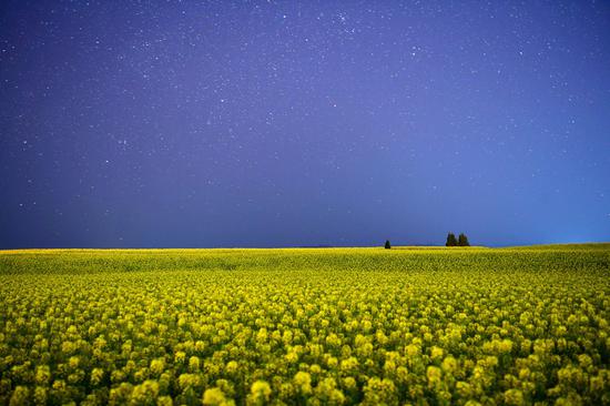 Breathtaking scenery of blooming cole flowers under starry sky in Yunnan