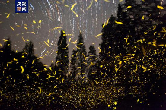 Latest study by Chinese scientists reveals how fireflies produce light