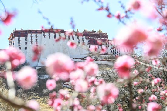 中国各地令人叹为观止的春色