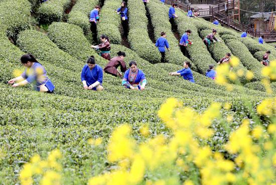 Villagers harvest tea leaves in Guangxi