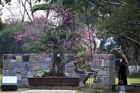600-year-old plum tree in full blossom in Nanjing