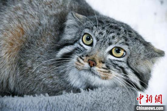 File photo shows Sun Daniang, China's first artificial bred Pallas's cat in Qinghai. (Photo/China News Service)