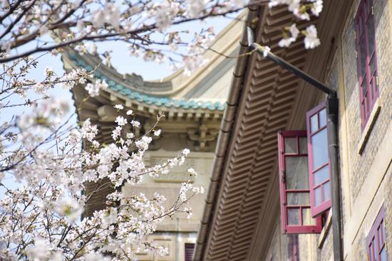 武汉大学樱花进入最佳观赏季节