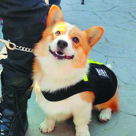 Fu Zai, China's first corgi police dog, who is still in training. (Photo/CHINA DAILY)