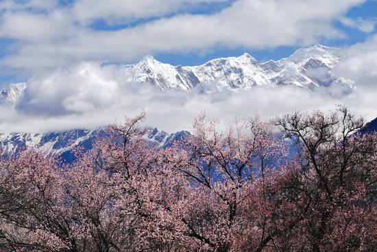 Nyingchi greets peach blossoms