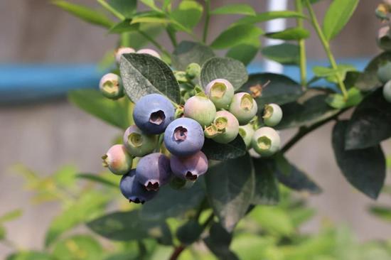 High-tech greenhouses yield bountiful blueberry harvests