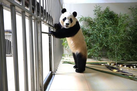 大熊猫福宝从韩国回国后开始检疫