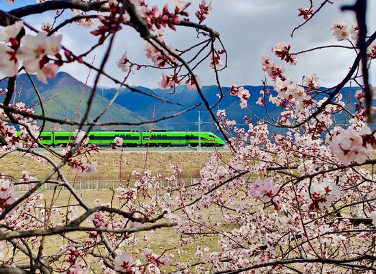 Season of flowers: Bullet trains bound for spring in Xizang