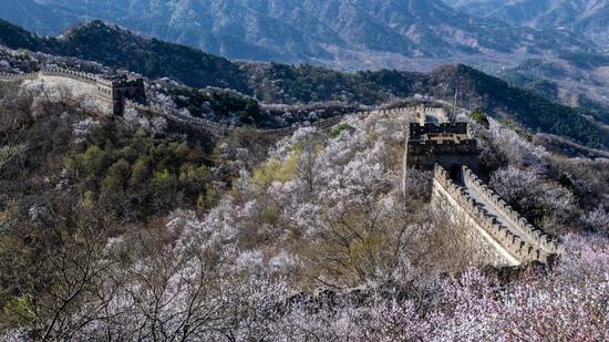 Flowers in full bloom at Mutianyu section of Great Wall