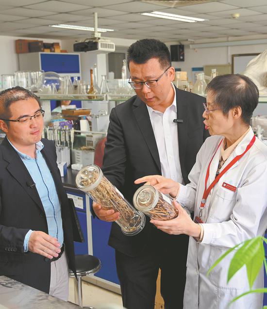 Zhang Bing (right), a professor at Beijing University of Chinese Medicine, shows chicory roots to Guan Qinglei (center), chairman of Zhiqi Health Industry (Shandong) Group, in her lab. (Photo for China Daily)