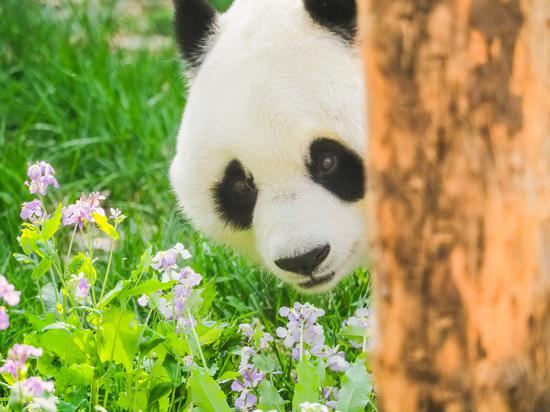 Panda strolls in flowers