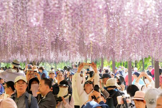 Wisteria flowers enter best viewing season in Beijing