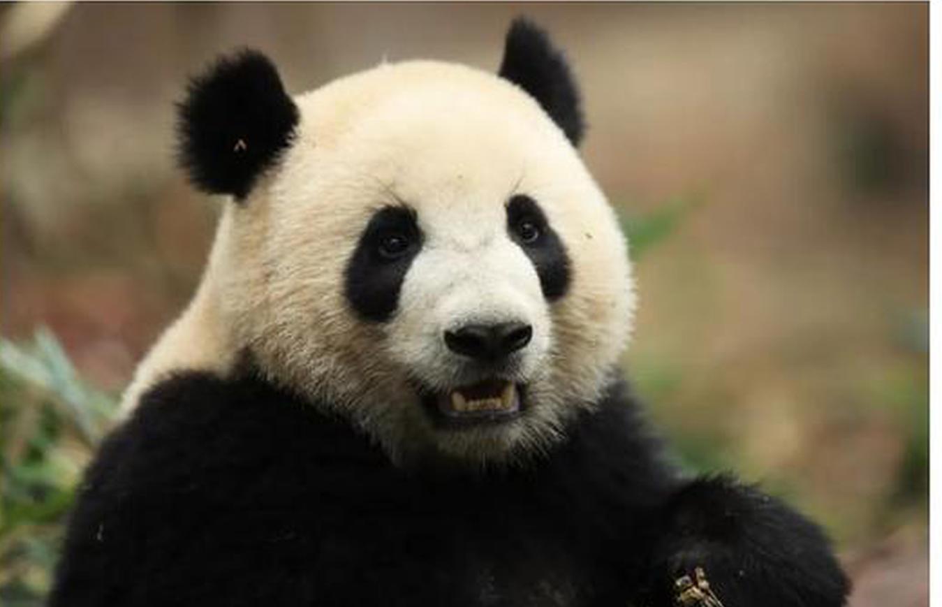 China-Spain giant panda cooperation contributes to biodiversity conservation: spokesperson