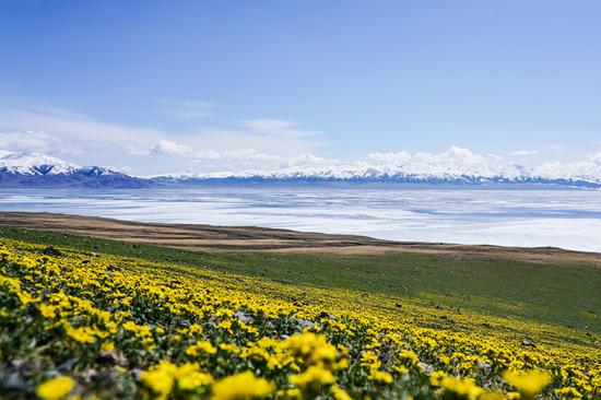 盛开的鲜花装饰着新疆赛里木湖