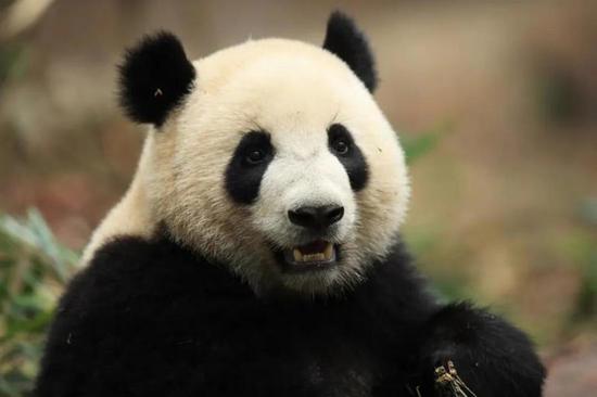 Pandas headed for Madrid in sign of bilateral friendship