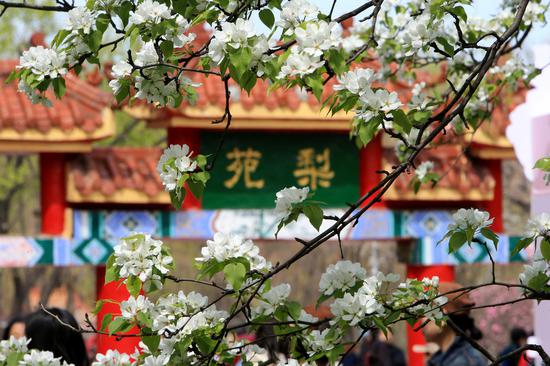 138-year-old pear tree in full blossom in NE China
