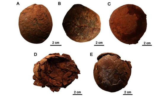 Fossils of new dinosaur egg species unearthed in Laiyang, East China's Shandong Province. 
