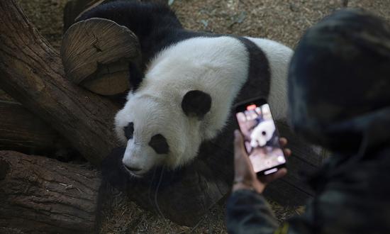 Chengdu research base assures the public that Atlanta based pandas remain in good health