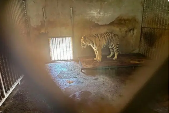 20 Siberian tigers found dead at privately-owned zoo in China
