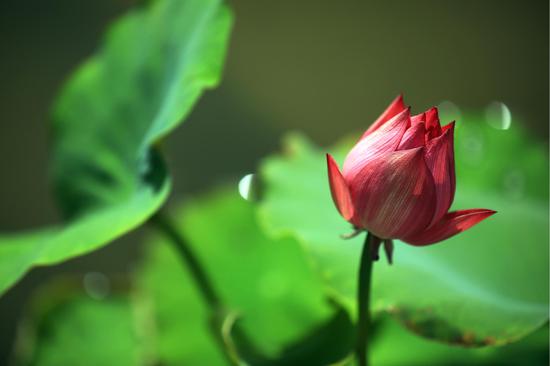 Lotus enters blooming season in summer