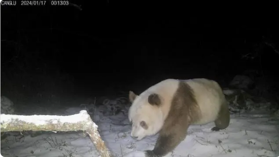 Rare brown giant panda captured on camera again in Shaanxi after six years