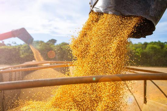 Gene editing improves soybean yield