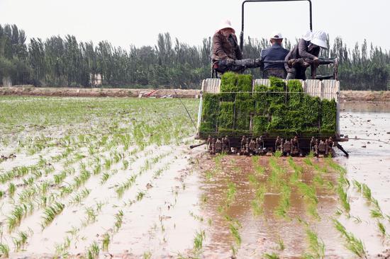 Saltwater rice transplanted in Xinjiang