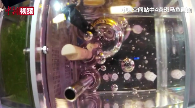 Four Zebrafish swim in a tank in China's Space Station. (Photo/Video screenshot)