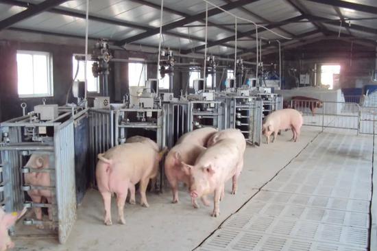 New hog strain to cut reliance on imported boars