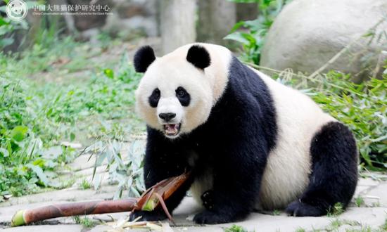 China's giant panda center opens special column on WeChat to refute panda rumors
