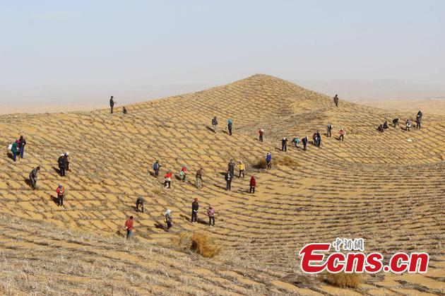 People make straw checkerboard in the Tengger Desert. (File photo provided to China News Service)