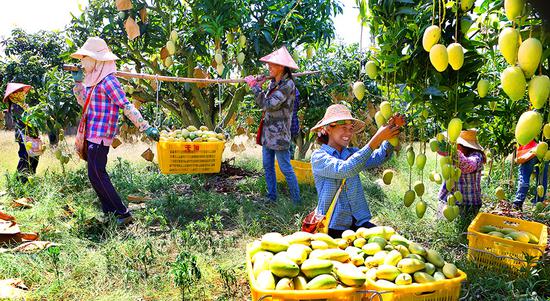 Mango harvest underway in Hainan