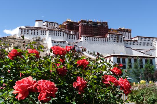 Blooming flowers add colors to Potala Palace in summer