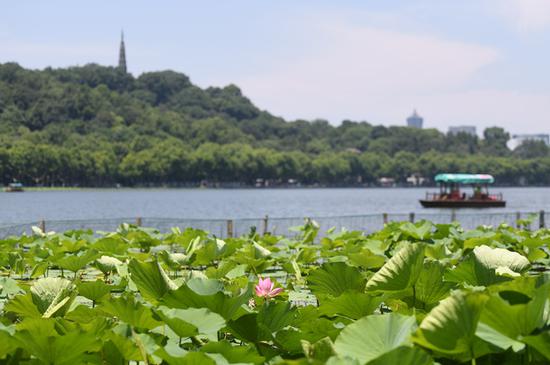 Landscape of West Lake with lotus flowers in Hangzhou