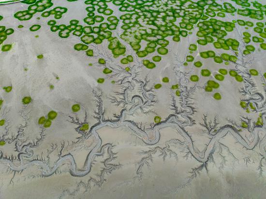 钱塘江展现出令人惊叹的“潮树”