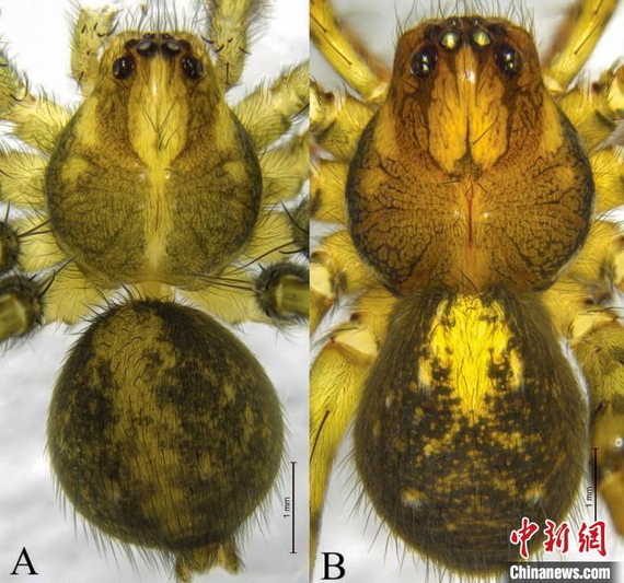 The image A shows the dorsal view of the male spider of the species Shinobius cona Wang et al.2024, and the image B shows the dorsal view of the female spider of the same species. (Photo provided to chinadaily.com.cn)