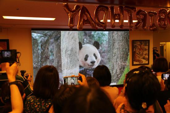 Giant panda Xiang Xiang celebrates her 7th birthday in Tokyo