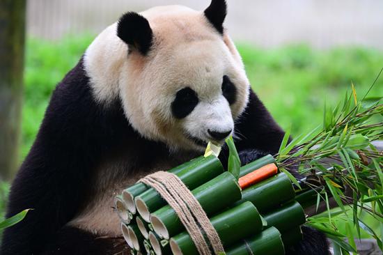 Panda Fu Bao meets public for first time after returning to China