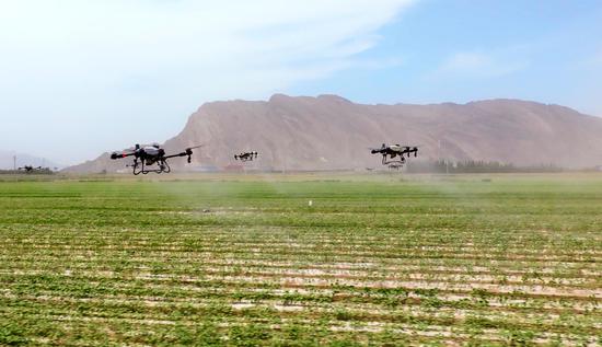 Drones carry out plant protection in cotton fields in Xinjiang