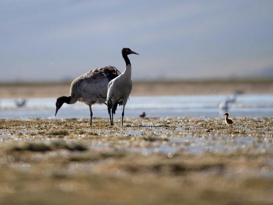 Black-necked crane baby learns foraging on its first day of life