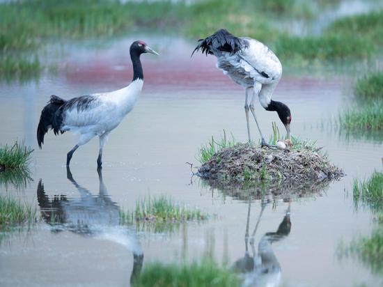 Black-necked crane in Xizang embraces newborn babe on Father's Day