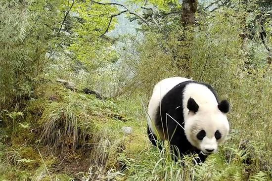 Two wild giant pandas spotted in Gansu