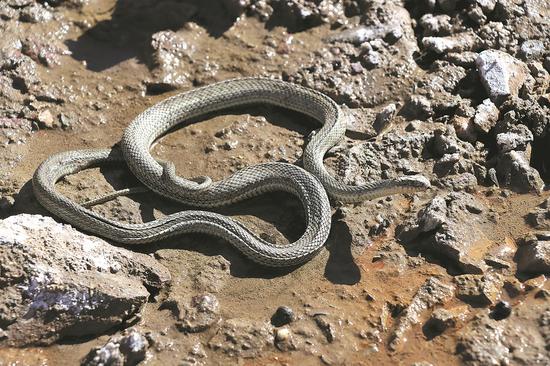 Rare snakes sighted in Tibetan county