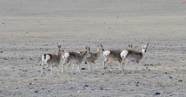 Wild animals appear at the foot of Kunlun Mountains