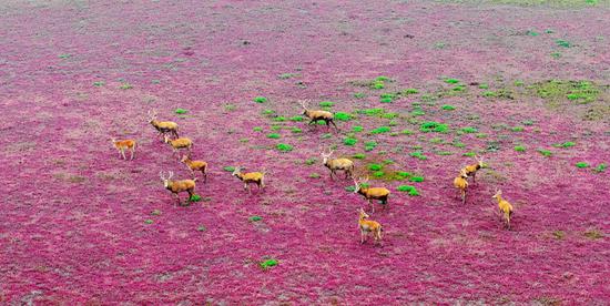 Picturesque scene of wild elk living in Tiaozini Wetland
