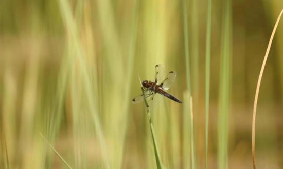 Critically endangered dragonfly species discovered in Beijing